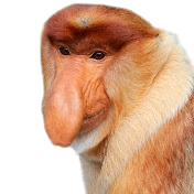 High Quality Proboscis monkey Blank Meme Template
