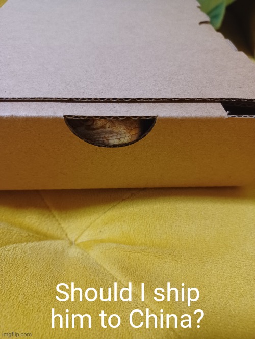 Should I? | Should I ship him to China? | image tagged in bearded dragon | made w/ Imgflip meme maker