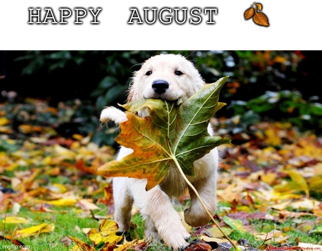 leaf puppy nature | HAPPY AUGUST 🍂 | image tagged in leaf puppy nature | made w/ Imgflip meme maker