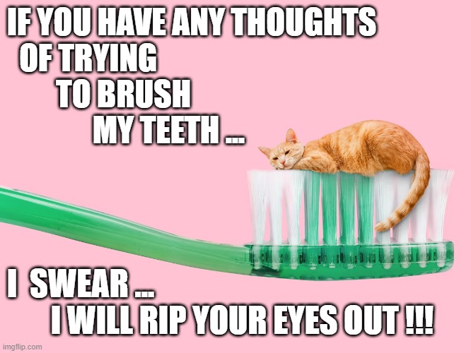 Angry Cat | IF YOU HAVE ANY THOUGHTS
  OF TRYING
        TO BRUSH 
              MY TEETH ... I  SWEAR ... 
       I WILL RIP YOUR EYES OUT !!! | image tagged in grumpy cat | made w/ Imgflip meme maker