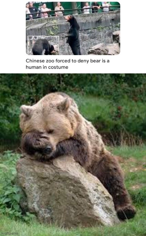 Costume | image tagged in bear facepalm,bear,costume,human,memes,bears | made w/ Imgflip meme maker