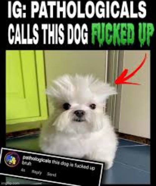High Quality This dog is fucked up bruh 2 Blank Meme Template