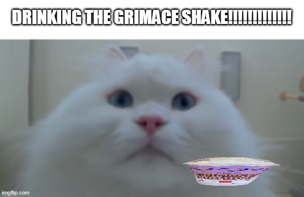 the flat grimace shake isn't real | DRINKING THE GRIMACE SHAKE!!!!!!!!!!!!! | image tagged in cats,what | made w/ Imgflip meme maker