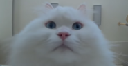 High Quality coco cat Blank Meme Template