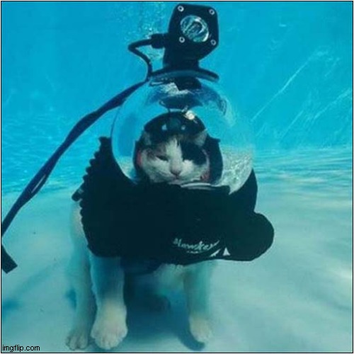 Deep Sea Kitty ! | image tagged in cats,diving | made w/ Imgflip meme maker