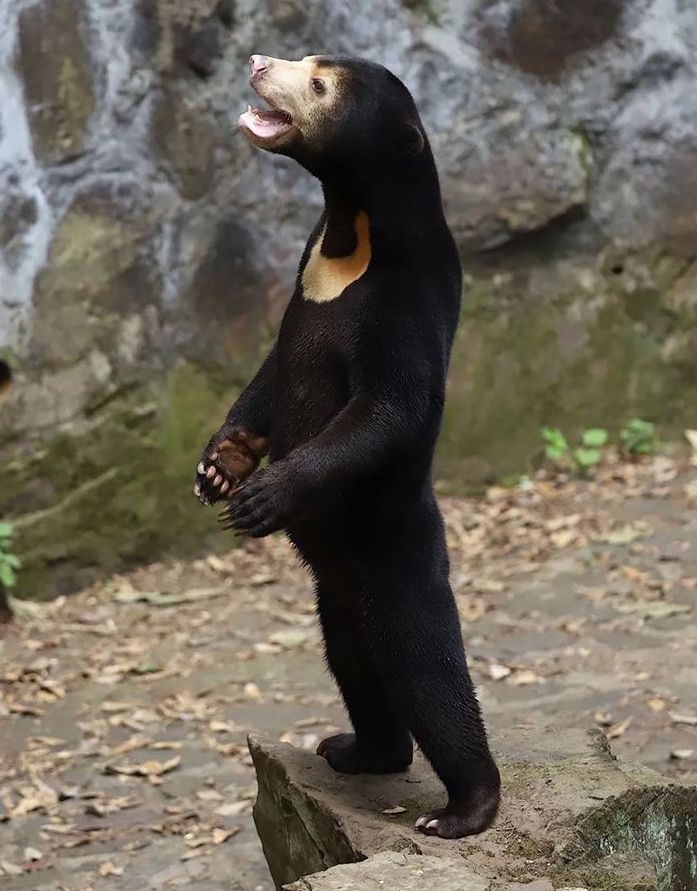 High Quality Chinese Zoo Bear Standing Blank Meme Template