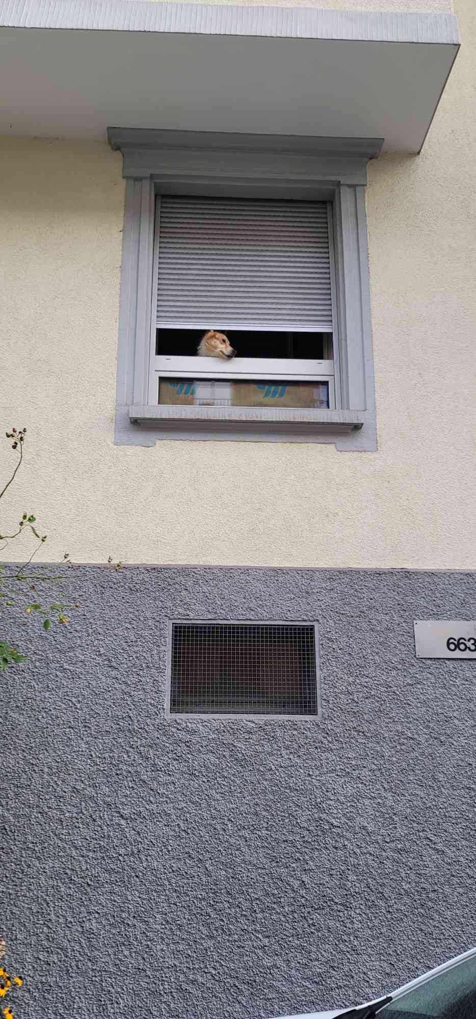 High Quality Dog in Window Blank Meme Template