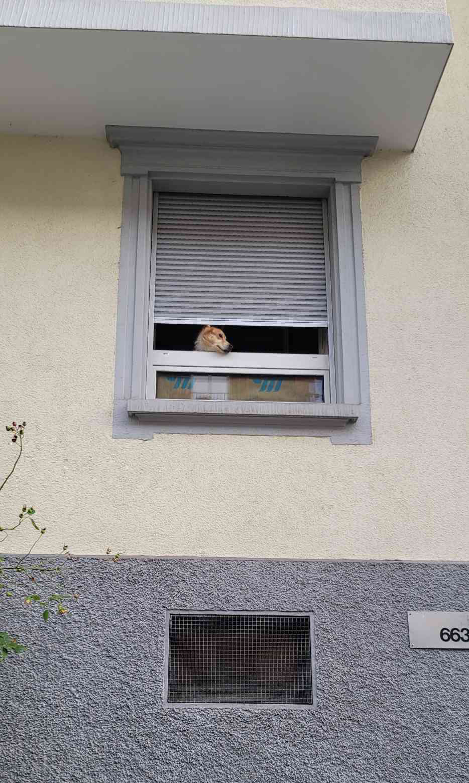 Sad Dog in Window Blank Meme Template