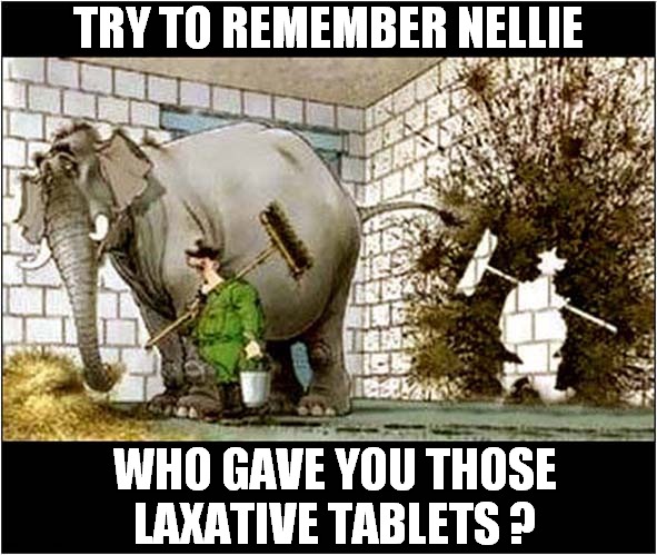 A Bad Day At The Zoo ! | TRY TO REMEMBER NELLIE; WHO GAVE YOU THOSE
LAXATIVE TABLETS ? | image tagged in elephants,bad day at work,laxative | made w/ Imgflip meme maker