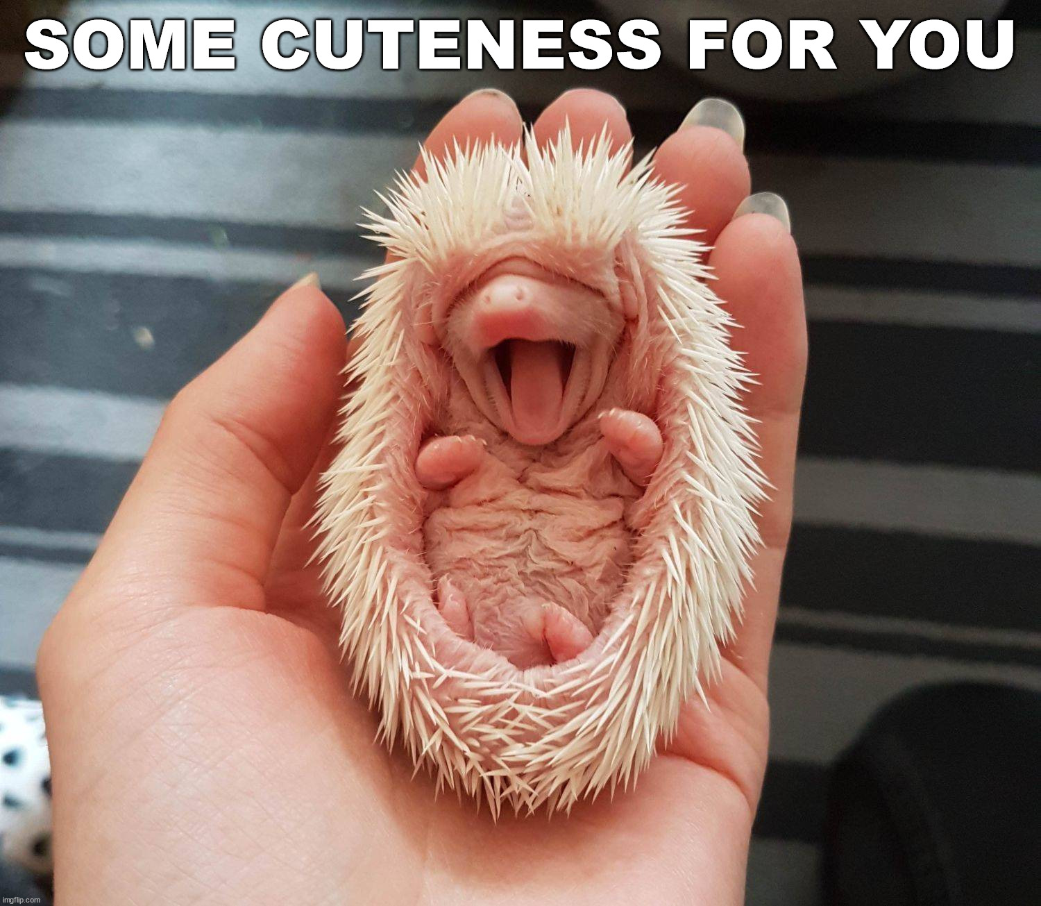 SOME CUTENESS FOR YOU | made w/ Imgflip meme maker