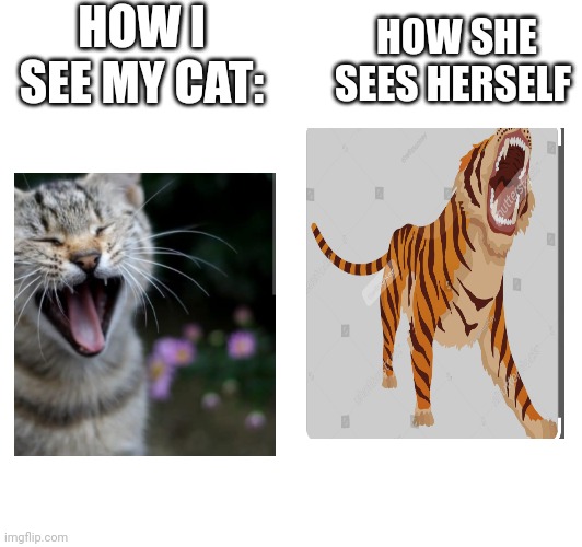 My first meme :) | HOW I SEE MY CAT:; HOW SHE SEES HERSELF | made w/ Imgflip meme maker