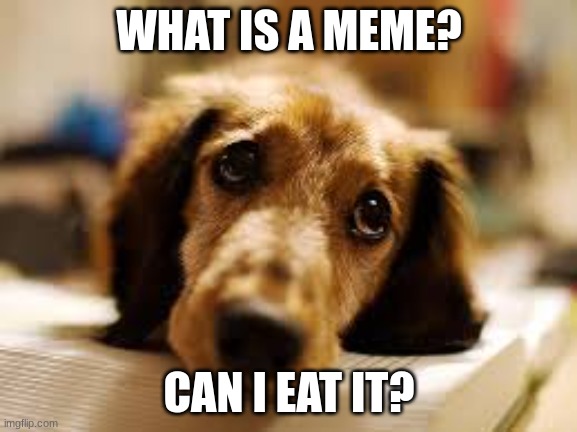 Memes: Are They Edible? | WHAT IS A MEME? CAN I EAT IT? | image tagged in cute dog | made w/ Imgflip meme maker