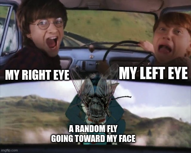 agijoa fip9gar eijo | MY LEFT EYE; MY RIGHT EYE; A RANDOM FLY GOING TOWARD MY FACE | image tagged in tom chasing harry and ron weasly,fly,memes,stupid,dumb,not funny | made w/ Imgflip meme maker