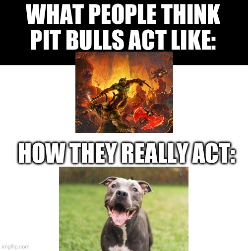 Seriously though | WHAT PEOPLE THINK PIT BULLS ACT LIKE:; HOW THEY REALLY ACT: | image tagged in blank white template | made w/ Imgflip meme maker