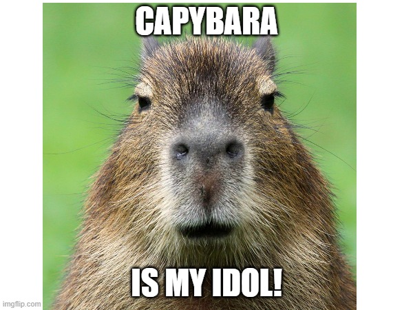 like if true | CAPYBARA; IS MY IDOL! | image tagged in like a boss | made w/ Imgflip meme maker
