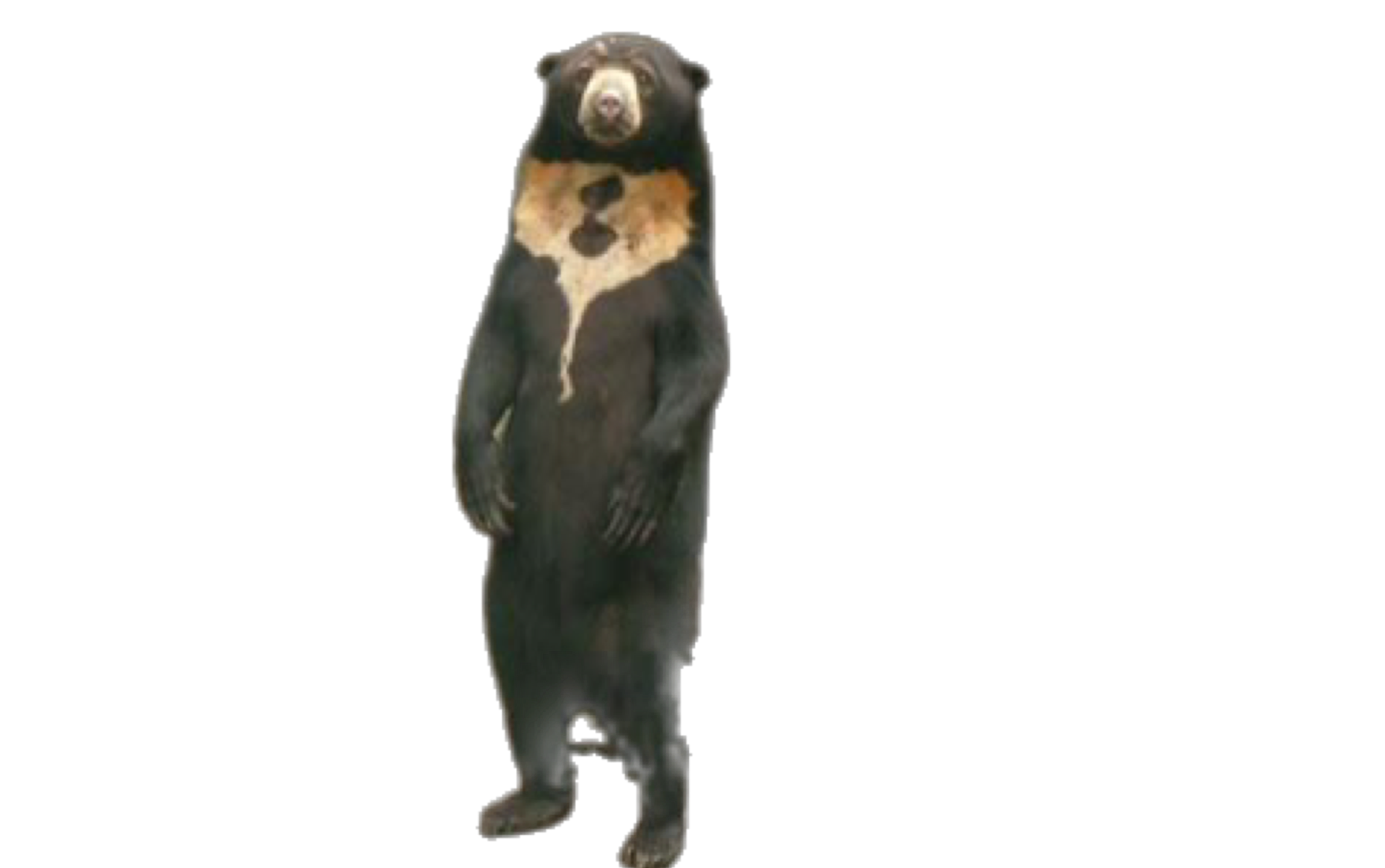 Standing sun bear Blank Meme Template