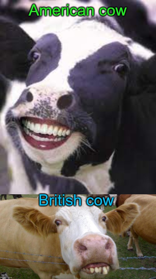 American cow; British cow | made w/ Imgflip meme maker