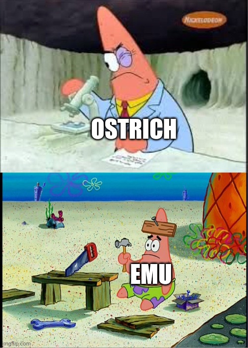 Ostrich vs emu | OSTRICH; EMU | image tagged in patrick smart dumb | made w/ Imgflip meme maker