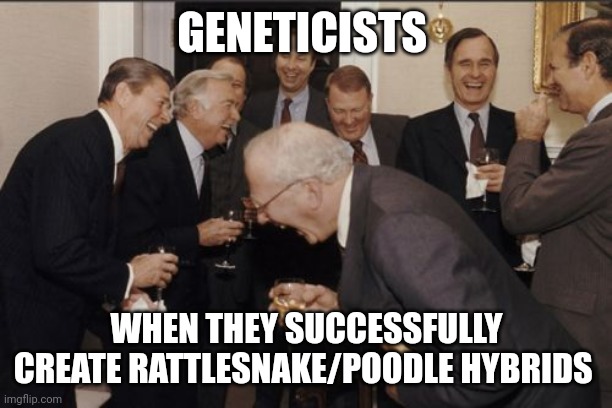 When geneticists finally created rattlesnake poodle hybrids, roodles | GENETICISTS; WHEN THEY SUCCESSFULLY CREATE RATTLESNAKE/POODLE HYBRIDS | image tagged in memes,laughing men in suits | made w/ Imgflip meme maker