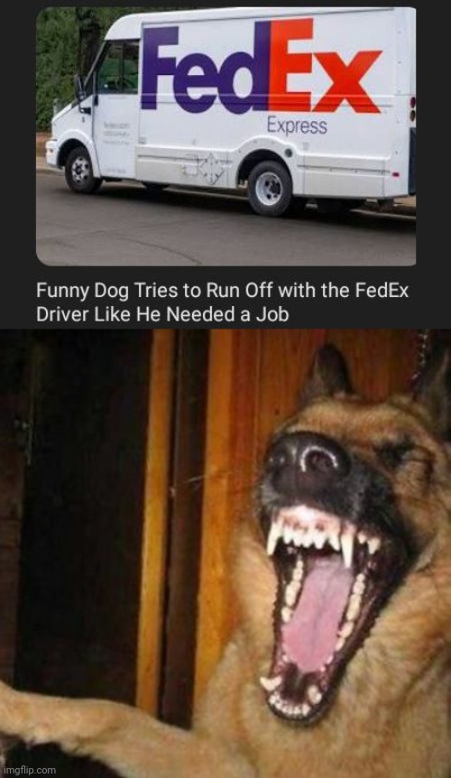 Dog FedEx driver | image tagged in laughing dog,dogs,dog,memes,fedex,truck | made w/ Imgflip meme maker