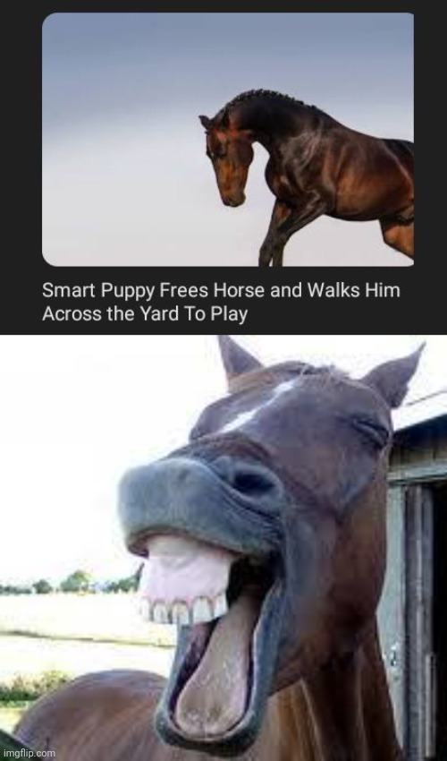 Very smart puppy | image tagged in horse happy,horse,dog,puppy,dogs,memes | made w/ Imgflip meme maker