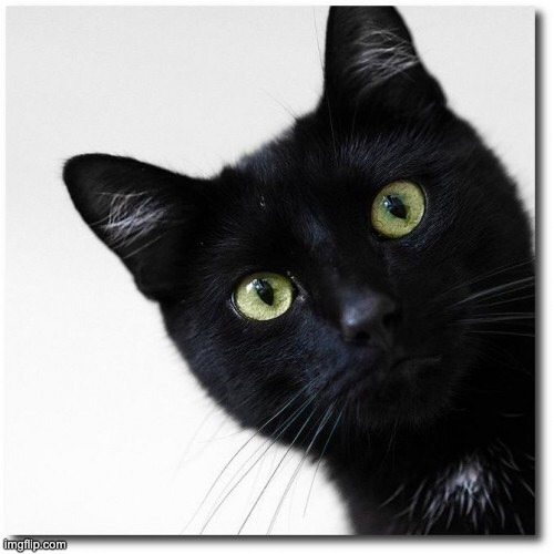 Black Cats Matter | image tagged in black cats matter | made w/ Imgflip meme maker