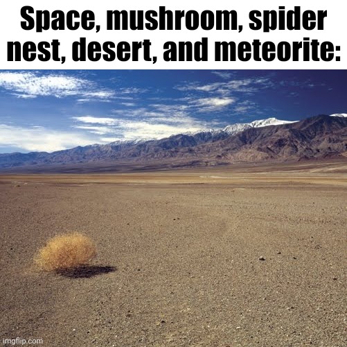 desert tumbleweed | Space, mushroom, spider nest, desert, and meteorite: | image tagged in desert tumbleweed | made w/ Imgflip meme maker