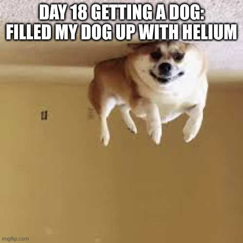I don't think he is enjoying it | DAY 18 GETTING A DOG: FILLED MY DOG UP WITH HELIUM | image tagged in funny,dog | made w/ Imgflip meme maker