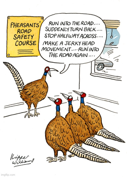 Road safety course | image tagged in pheasants,road safety,run in road,turn back,jerky head,comics | made w/ Imgflip meme maker