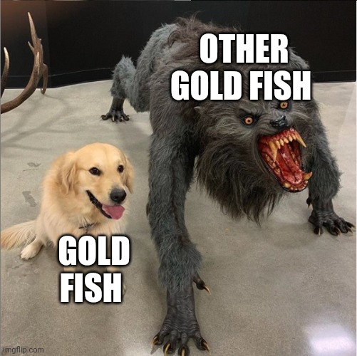 There's always a bigger gold fish | OTHER GOLD FISH; GOLD FISH | image tagged in dog vs werewolf | made w/ Imgflip meme maker