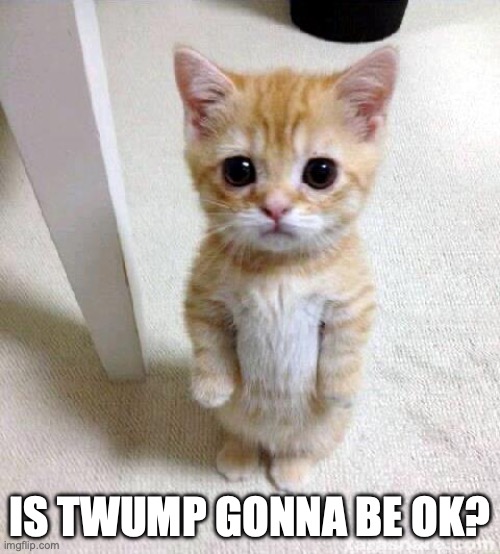 Cute Cat Meme | IS TWUMP GONNA BE OK? | image tagged in memes,cute cat | made w/ Imgflip meme maker