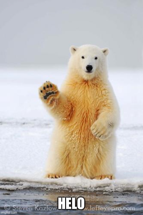 hello polar bear | HELO | image tagged in hello polar bear | made w/ Imgflip meme maker