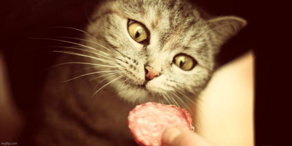 Cats can have a little salami | image tagged in cats can have a little salami | made w/ Imgflip meme maker