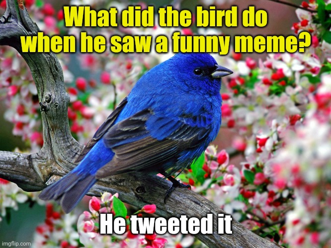 Meme #3,046 | What did the bird do when he saw a funny meme? He tweeted it | image tagged in memes,jokes,puns,tweet,birds,stab me | made w/ Imgflip meme maker
