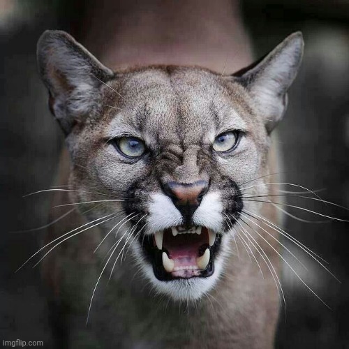 growling cougar mountain lion | image tagged in growling cougar mountain lion | made w/ Imgflip meme maker