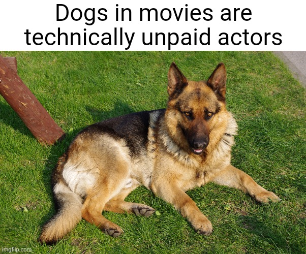 Meme #3,050 | Dogs in movies are technically unpaid actors | image tagged in memes,shower thoughts,dogs,actors,unpaid,movies | made w/ Imgflip meme maker