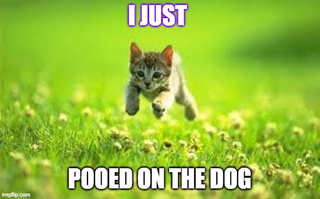 cat go poo | I JUST; POOED ON THE DOG | image tagged in run for your lives cat | made w/ Imgflip meme maker