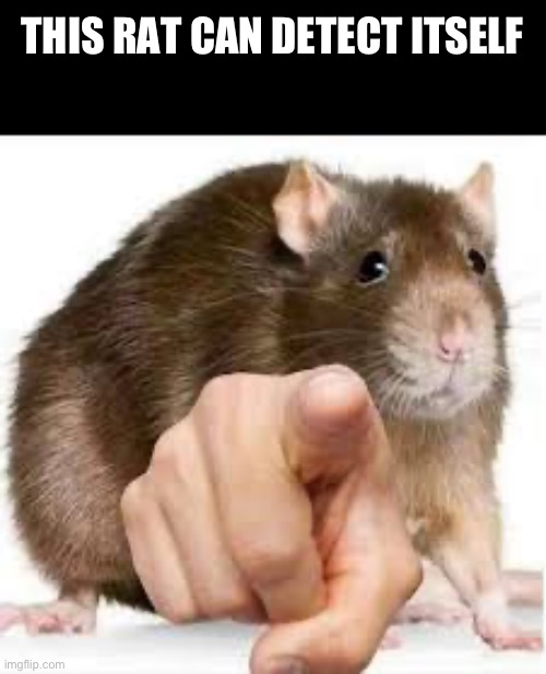 Pointing Rat | THIS RAT CAN DETECT ITSELF | image tagged in pointing rat | made w/ Imgflip meme maker