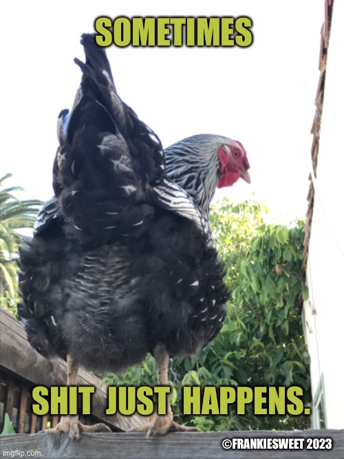 Shit happens | SOMETIMES; ©FRANKIESWEET 2023; SHIT  JUST  HAPPENS. | image tagged in shit,poop,birdshit,rooster,pets,chicken | made w/ Imgflip meme maker