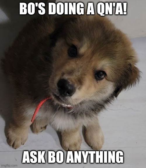 :) | BO'S DOING A QN'A! ASK BO ANYTHING | image tagged in stay blobby | made w/ Imgflip meme maker