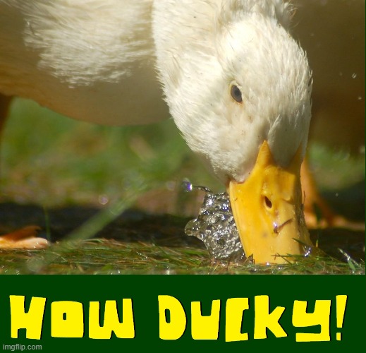 PROOF: Ducks are Sloppy Drinkers | image tagged in vince vance,memes,ducky,ducks,drinking,water | made w/ Imgflip meme maker