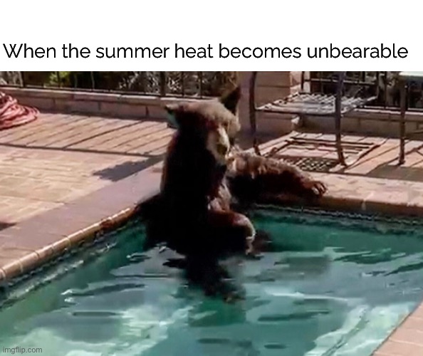 time to cool off | When the summer heat becomes unbearable | image tagged in funny,meme,bear,summer heat,pool | made w/ Imgflip meme maker