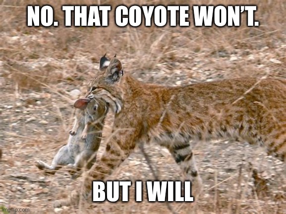 NO. THAT COYOTE WON’T. BUT I WILL | made w/ Imgflip meme maker