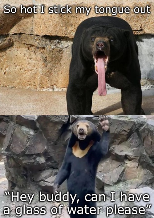 Tongue bear vs Chinese bear | So hot I stick my tongue out; “Hey buddy, can I have a glass of water please” | image tagged in bear with tongue sticking out,tongue,bears,chinese,zoo | made w/ Imgflip meme maker