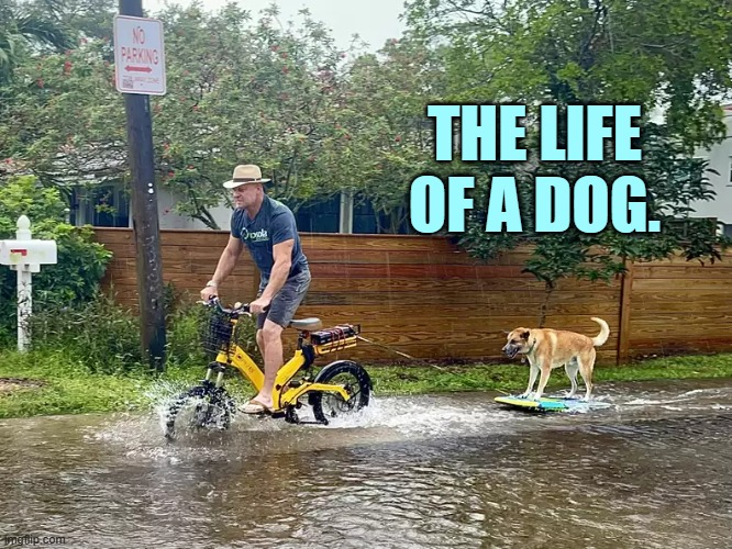 In Florida | THE LIFE OF A DOG. | image tagged in memes,dogs,boogie,board,down,street | made w/ Imgflip meme maker