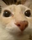 High Quality Silly Cat Looking At You Blank Meme Template