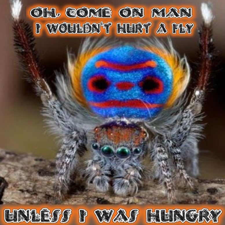 O COME ON MAN | image tagged in spider,spiders | made w/ Imgflip meme maker
