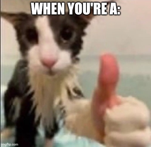 A A | WHEN YOU'RE A: | image tagged in cat thumbs up | made w/ Imgflip meme maker