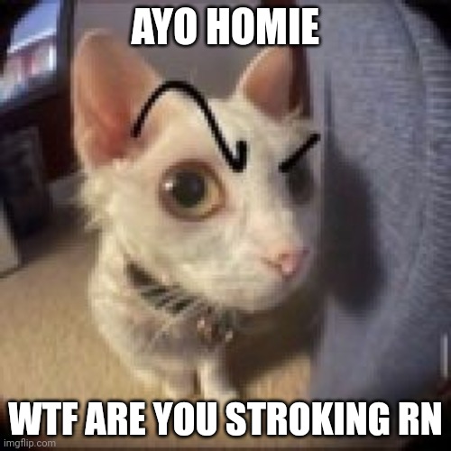 cat raise eyebrow | AYO HOMIE; WTF ARE YOU STROKING RN | image tagged in cat raise eyebrow | made w/ Imgflip meme maker