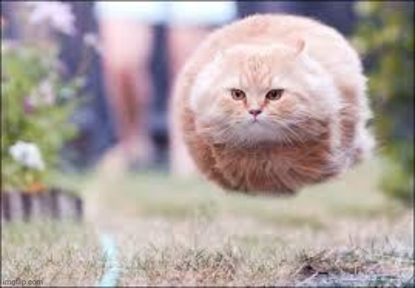 flying cat ball | image tagged in flying cat ball | made w/ Imgflip meme maker